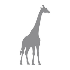 Vector silhouette of a giraffe on a transparent background
