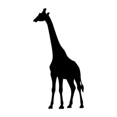 Vector silhouette of a giraffe on a transparent background