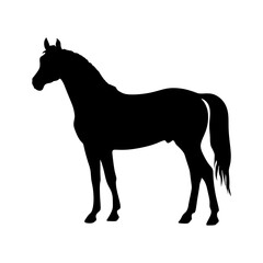 Horse vector silhouette on transparent background