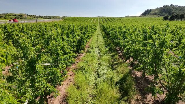Green rows of fruit trees stretch into the distance, while a farmer diligently mows the grass between them, ensuring a clean and healthy orchard environment