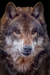 Close-Up of a Majestic Wolf with Thick Fur and Focused Eyes