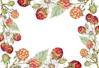 Raspberry frame berries leaves flowers on thorny spiked branch hand drawn in watercolor. Ripe dewberry mulberry. Isolated border illustration. Home preserves cookbook, grocery store, realistic closeup