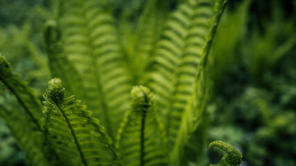 Close-up of young curled fern fronds unfurling in a dark green forest setting. Natural texture,...