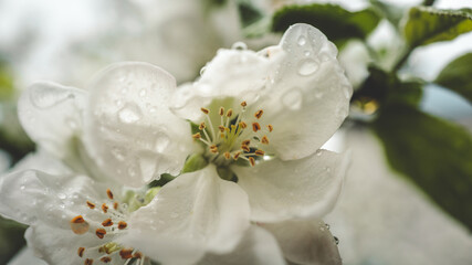 Close-up of a white apple blossom with water droplets on petals after rain, captured in soft...