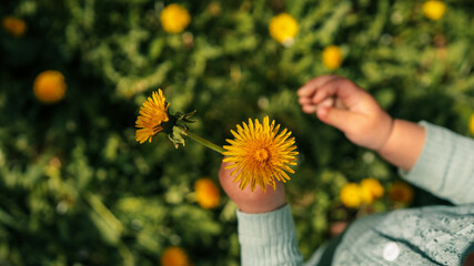Child holding a yellow dandelion flower in a sunny meadow, wearing a light green sweater, capturing a warm springtime moment