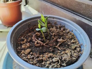 small apple plant in a pot