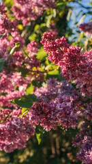 Close-up of vibrant lilac blossoms in full bloom, with soft sunlight filtering through green leaves and a clear blue sky in the background