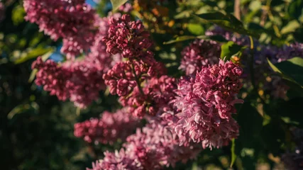 Fototapeten Lila Close-up of vibrant lilac blossoms in full bloom, with soft sunlight filtering through green leaves and a clear blue sky in the background  © shine.graphics
