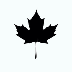 black maple leaf isolated on white