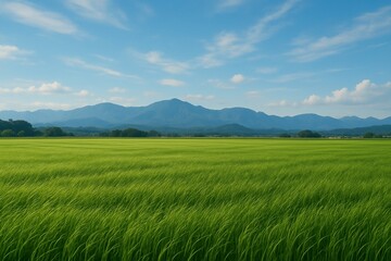 Fototapeta premium Wind across a rural rice field under a clear sky