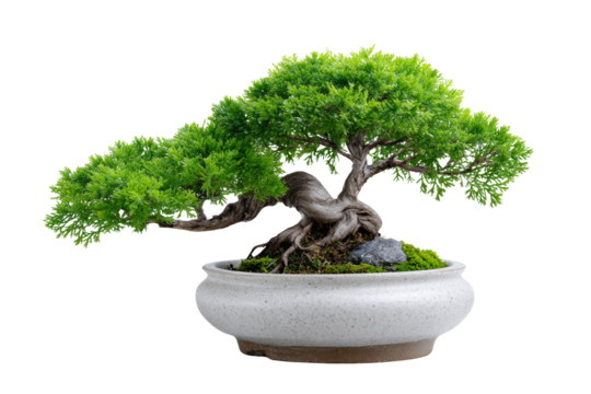 Bonsai cultivation techniques botanical garden plant photography natural environment close-up view horticulture artistry for seo impact