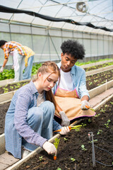 Young men and women works at vegetables garden.