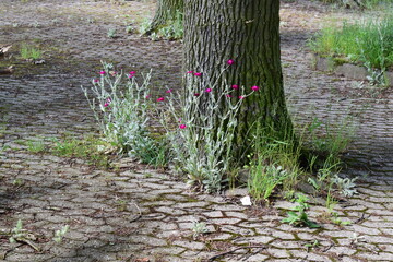pink spring flowers around a tree surrounded by stones