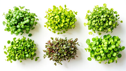 Assorted fresh microgreens neatly arranged in six clusters on white background healthy organic food concept