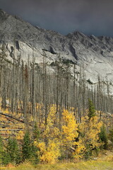 Dead conifers witness in 2021 the 2015 wildfire, aspen-poplar-fir shoots in golden-yellow-green colors, Medicine Lake. Jasper NP-Alberta-Canada-199