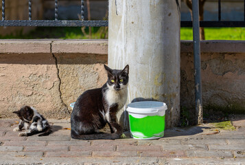 A street cat and her kitten sitting in front of a wall on a sunny day.