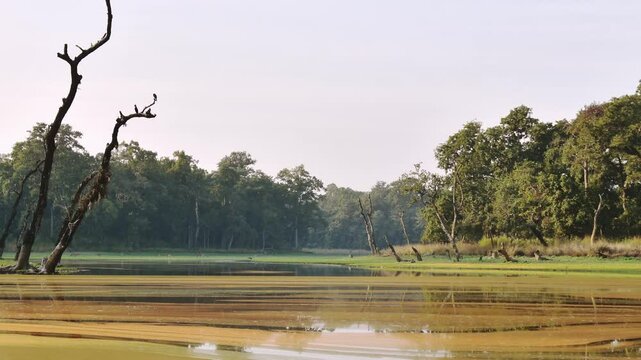 Zoom in view chitwan national park 4k timelapse with animals roam freely in Chitwan national park. Famous safari travel destination in Nepal. Asia sightseeing wild tours and explore wildlife concept
