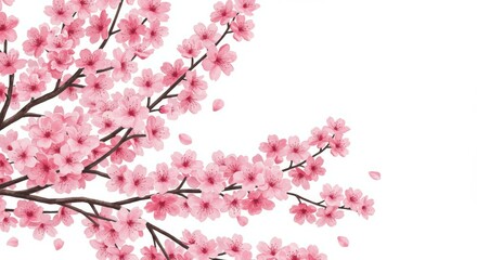 Obraz premium Blooming Branch with Pink Flowers and Petals on White Background