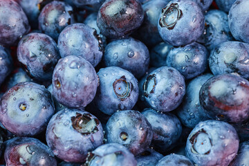 Blueberry or Bilberries. Blueberry berry background with water drops. Macro shot. Healthy organic food concept. 