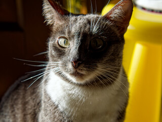 Young Neva Masquerade cat in the sunshine