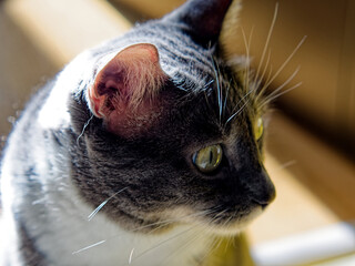Young Neva Masquerade cat in the sunshine