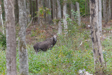 Unerwartete Begegnung – Wildlebender Elch in Schwedens Natur