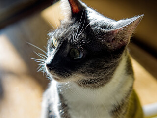 Young Neva Masquerade cat in the sunshine