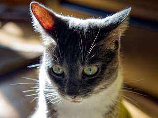 Young Neva Masquerade cat in the sunshine
