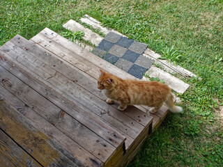 Ginger village cat came to the porch