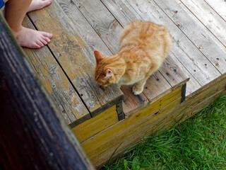 Ginger village cat came to the porch