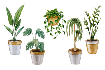 Set of indoor plants. Watercolor illustration. White background. For your design