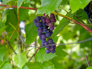 Bunches of dark blue grapes in the garden