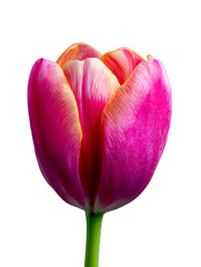 Tulpe, Freigestelle Blume, transparenter Hintergrund