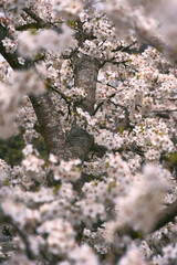 cherry blossom in spring