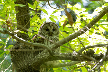 Ural Owl
