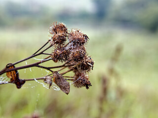 Web with water droplets on burdock