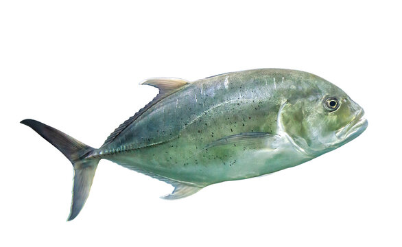 Bigeye trevally silver fish (Caranx sexfasciatus) isolated on transparent background, side view