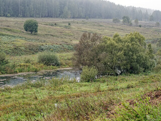 the bank of a small river in spring