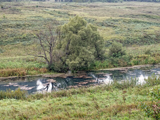 the bank of a small river in spring