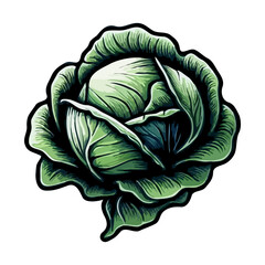 Obraz premium Illustrated Cabbage on White Background