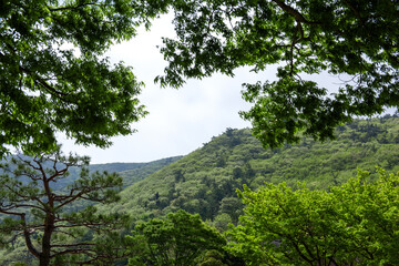 Korean beautiful traditional garden and house background blue sky.