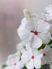 apple tree blossom