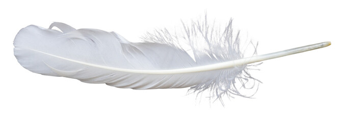 White feather or Single white feather isolated. falling fluffy twirled feather. Png transparency