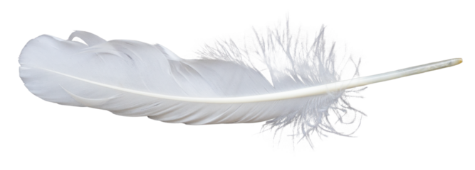 White feather or Single white feather isolated. falling fluffy twirled feather. Png transparency