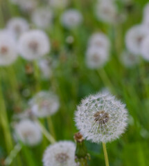 Beautiful close-up of taraxacum officinale