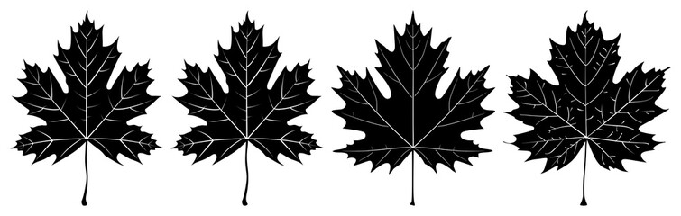 Obraz premium PNG Four black maple leaf silhouettes transparent background.