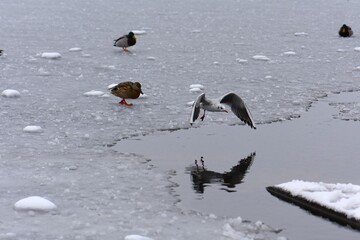 Winter landscape with frozen lake and birds, reeds covered with hoarfrost, misty weather
