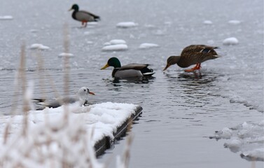 Winter landscape with frozen lake and birds, reeds covered with hoarfrost, misty weather