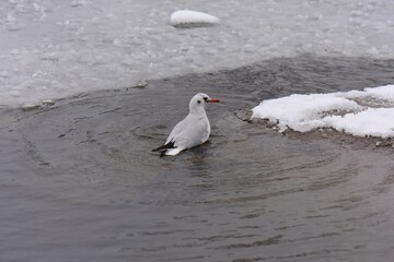 Winter landscape with frozen lake and birds, reeds covered with hoarfrost, misty weather