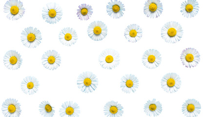 Obraz premium Daisies with white petals and yellow centers create vibrant and cheerful pattern against transparency background, evoking feelings of freshness and natural beauty